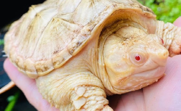 albino turtle